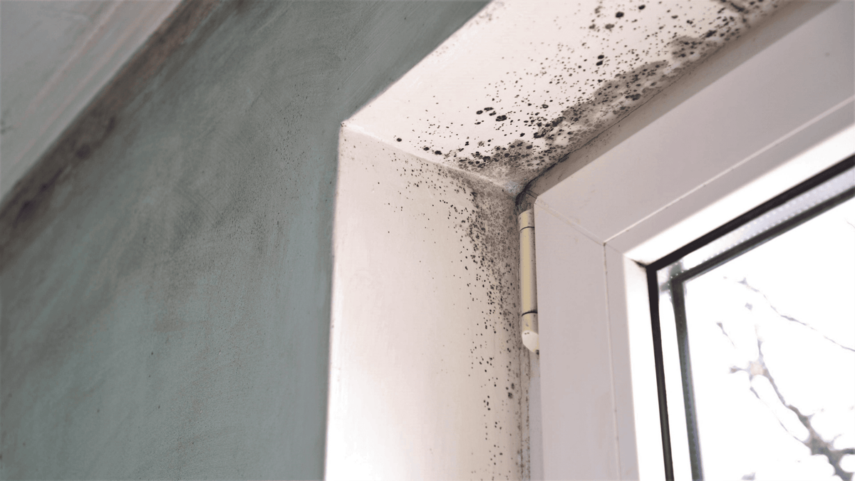 window frame with mould