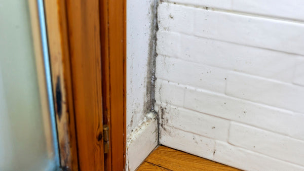 7 Expert Steps To Get Rid Of Mould Fast